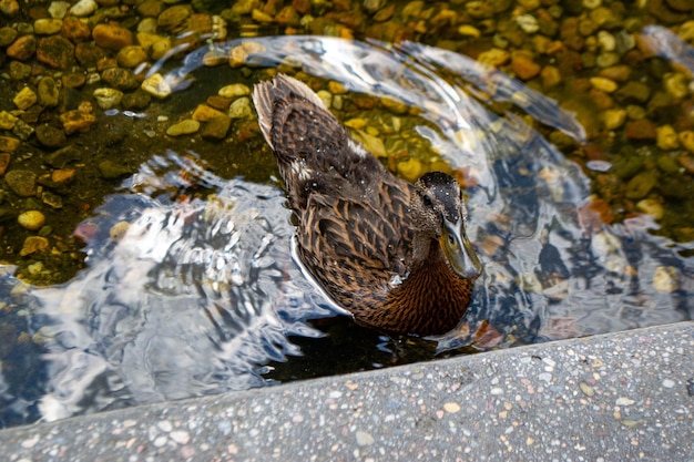 Bild eines Tieres, eines wilden Drake und eines Entensegels auf einem Teich