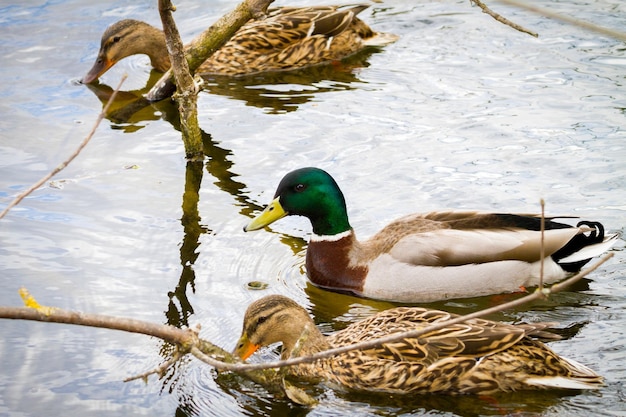Bild eines Tieres, eines wilden Drake und eines Entensegels auf einem Teich