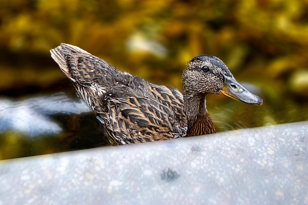 Bild eines Tieres, eines wilden Erpels und eines Entensegels auf einem Teich Foto in hoher Qualität