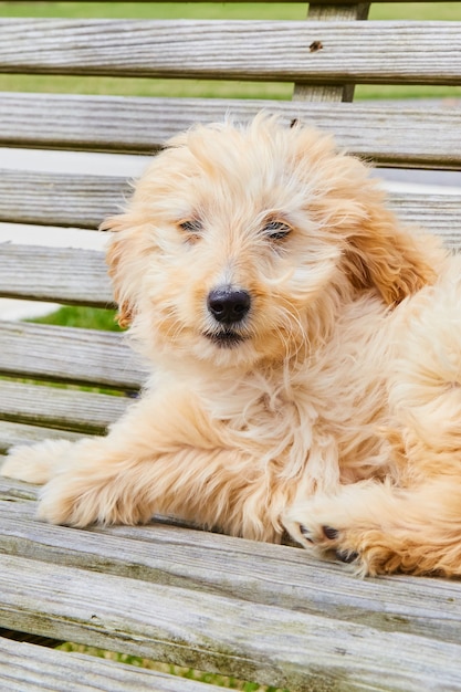 Bild eines weißen goldendoodle-Welpen, der auf einer Holzbank sitzt