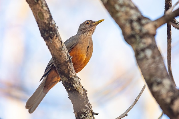 Bild eines wunderschönen Rufousbellied Thrush-Vogels Turdus rufiventris quotsabia laranjeiraquot