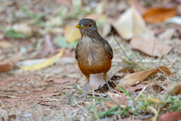 Bild eines wunderschönen Rufousbellied Thrush-Vogels Turdus rufiventris quotsabia laranjeiraquot