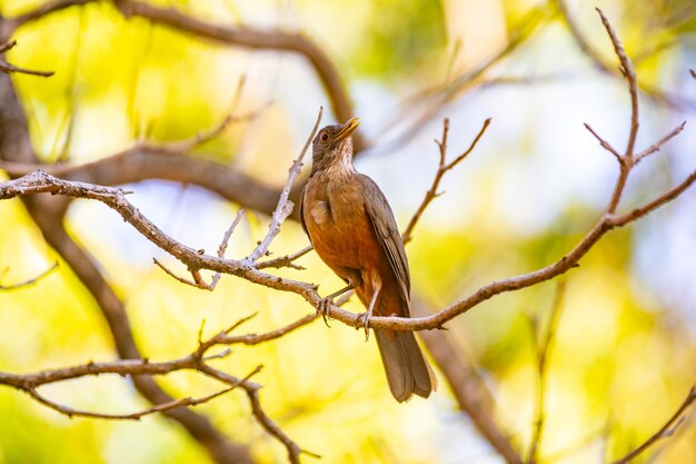 Bild eines wunderschönen Rufousbellied Thrush-Vogels Turdus rufiventris quotsabia laranjeiraquot