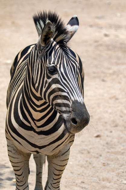 Bild eines Zebras auf Naturhintergrund. Wilde Tiere.