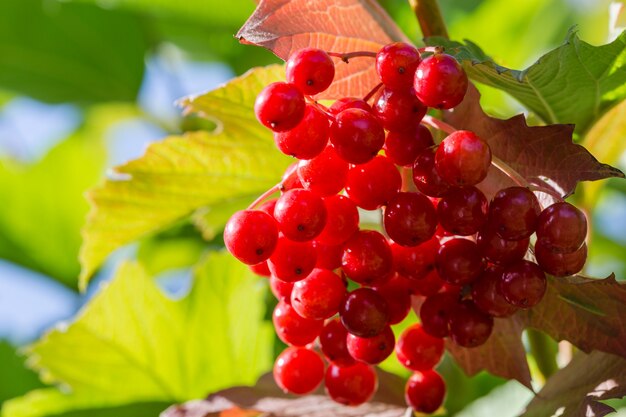 Bild mit einem Viburnum.