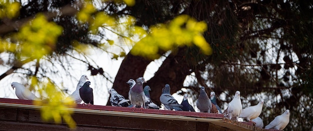 Bild mit einer Gruppe Tauben, die auf dem Dach ruhen.