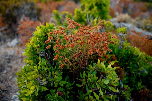 Bild mit roter Waldpflanze