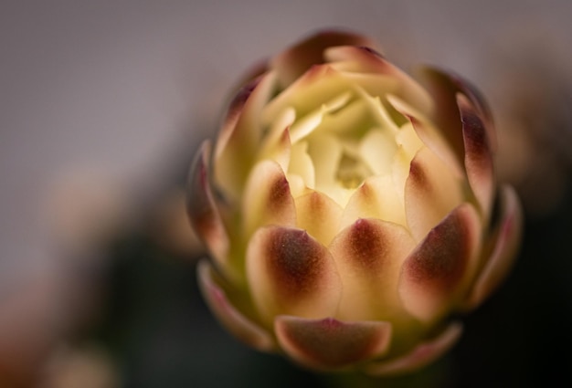 Bild oben oder von oben Blüten, die bald blühen Blüte von Kaktus-Gymnocaliseum-Knospen, die beginnen zu blühen