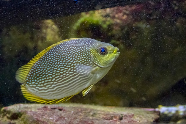 Bild von Angelfish, Marine Angelfish. Wildtier.