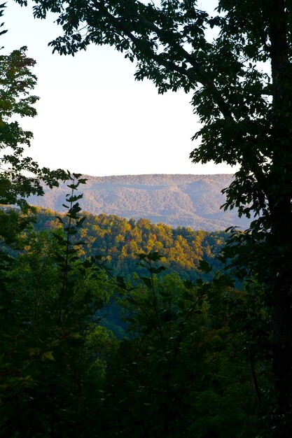 Bild von Bild von bewaldeten Bergen mit einem großen Ast im unmittelbaren Vordergrund