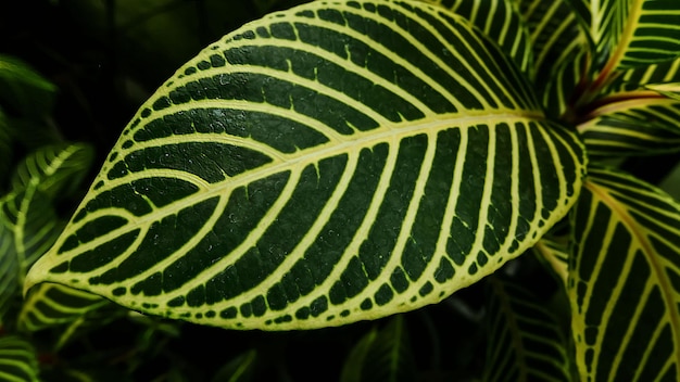 Bild von Blättern einer Pflanze namens Aphelandra squarrosa Nees aus der Gattung der Acanthaceae oder auch als Zebrapflanze bekannt