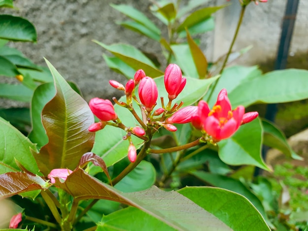 Bild von Blumen in einem formalen Garten der bunten Landschaft