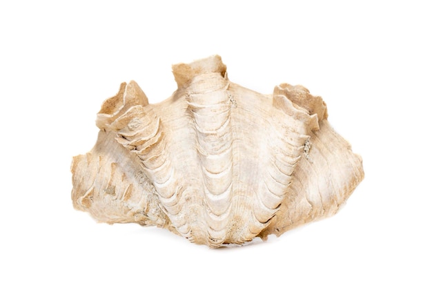 Bild von Crocus Giant Clam Tridacna crocea auf weißem Hintergrund Muscheln Unterwassertiere