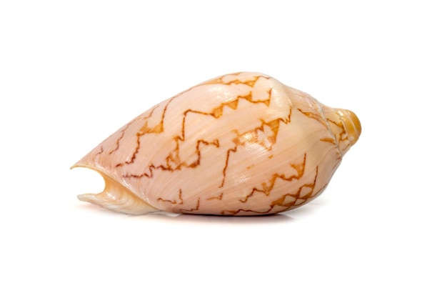 Bild von Cymbiola nobilis Sea Shell ist eine Meeresschnecke aus der Familie der Volutidae, die auf weißem Hintergrund isoliert ist Unterwassertiere