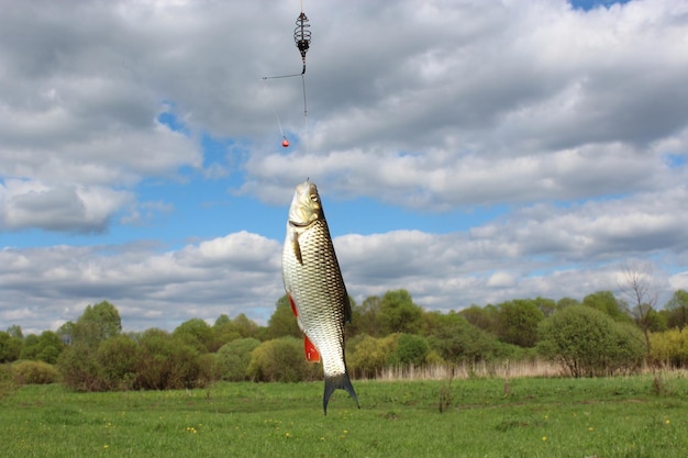 Bild von fangen schönen Chub auf dem Haken