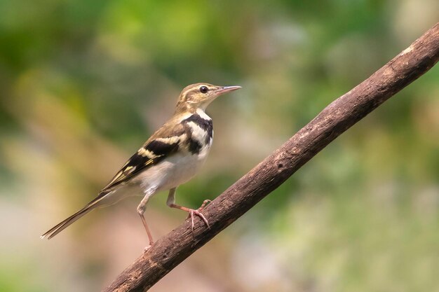 Bild von Forest Wagtail Dendronanthus indicus auf dem Ast auf Naturhintergrund Vogeltiere