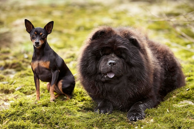 Bild von Hunden in der Natur im Herbst