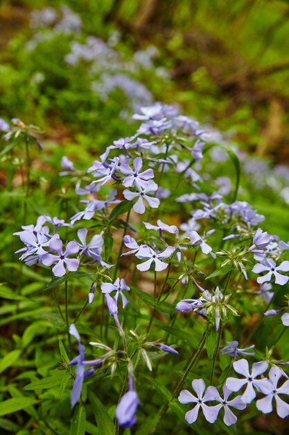 Bild von kleinen lila Wildblumen wachsen in einem Waldgebiet