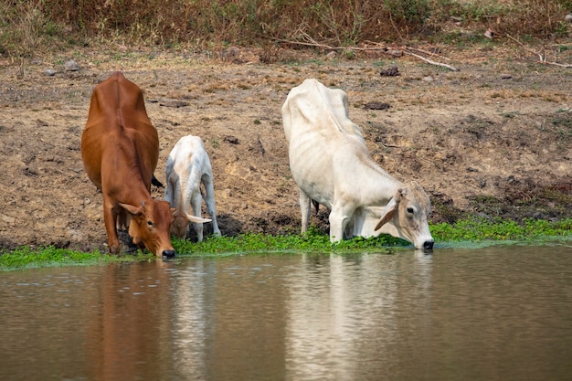 Bild von Kühen, die Wasser im Sumpf auf Naturhintergrund trinken. Bauernhoftier.