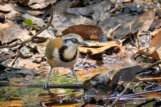 Bild von Lesser Necklaced Laughingthrush Garrulax monileger auf Naturhintergrund Vogeltiere