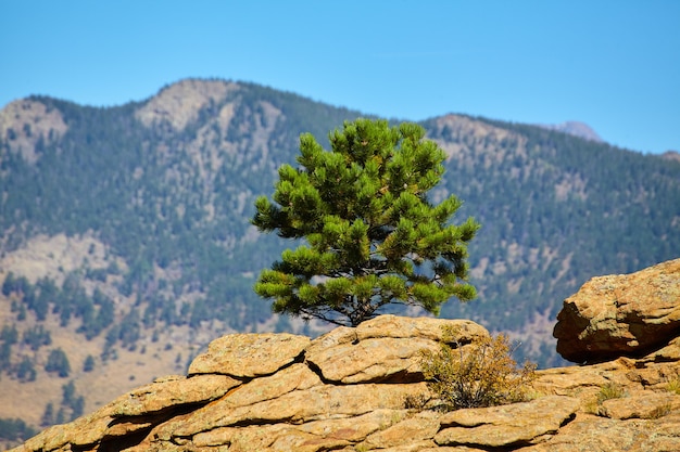 Bild von Lone Pine Tree auf Wüstenfelsen mit Bergen im Hintergrund