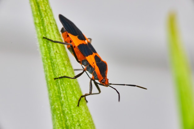 Bild von Milkweed-Samenwanze orange und schwarze Flecken auf grünem Blatt