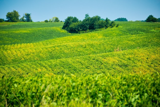 Bild von Open Farm Feld von Gelb und Grün