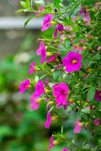 Bild von Pink Spreading Petunia (Petunia x hybrida) im Garten. Blumen.