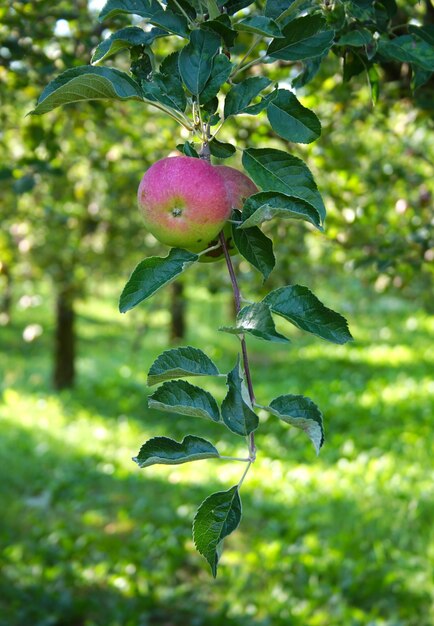 Foto bild von reifen äpfeln im obstgarten, die zur ernte bereit sind. morgenaufnahme