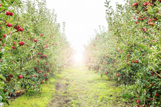 Bild von reifen Äpfeln im Obstgarten, die zur Ernte bereit sind