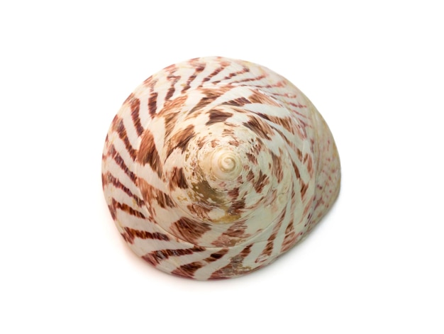 Bild von Rochia nilotica gebräuchlicher Name der kommerziellen Oberschale ist Art Undersea Animals Sea Shells