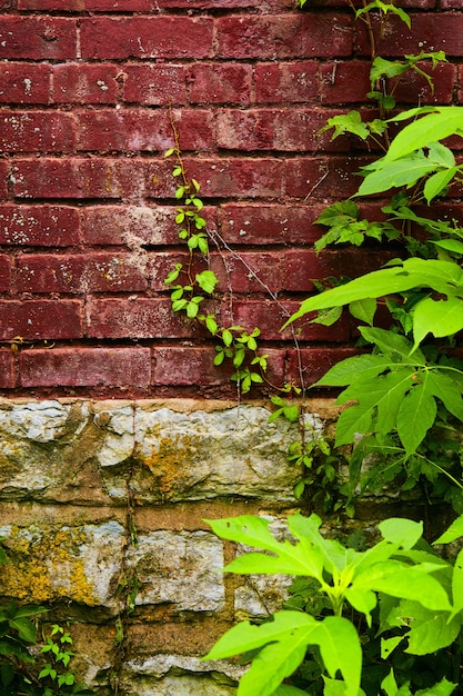 Bild von rotem Backstein und grauer Steinmauer mit jungem Weinanbau