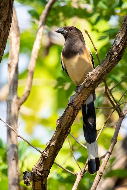 Bild von Rufous Treepie Dendrocitta Vagabunda auf dem Ast auf Naturhintergrund Vogeltiere