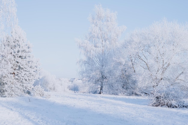 Bild von schneebedeckten Bäumen. Neujahrs- und Weihnachtskonzept. Hochauflösende Tapeten. Gemischte Medien