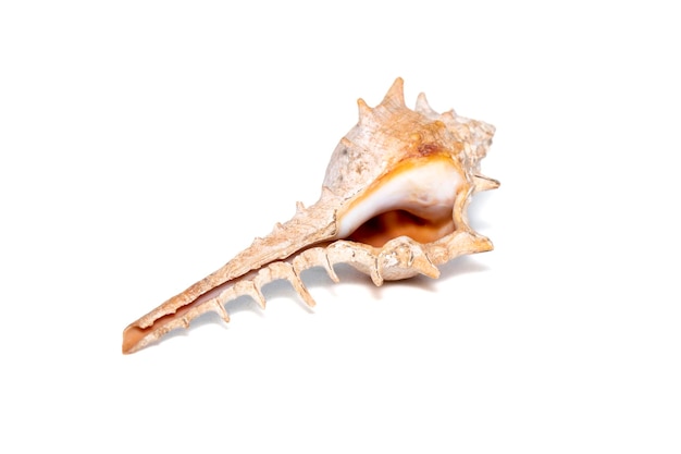 Bild von Thorn Conch Shell Murex Trapa auf weißem Hintergrund Unterwassertiere Muscheln