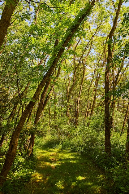 Bild von Wanderweg durch den Wald