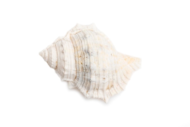 Bild von weißen Conch Muscheln auf weißem Hintergrund Unterwassertiere Sea Shells