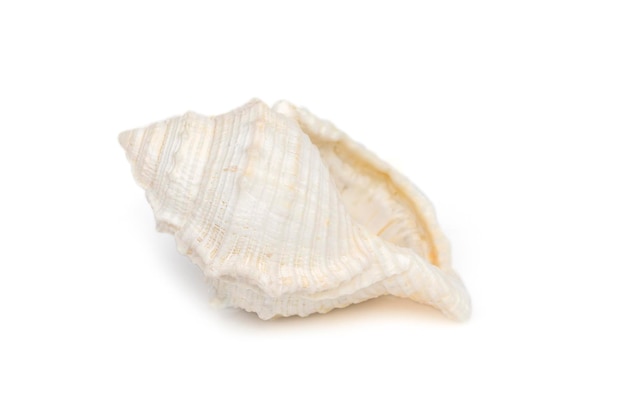 Bild von weißen Conch Muscheln auf weißem Hintergrund Unterwassertiere Sea Shells