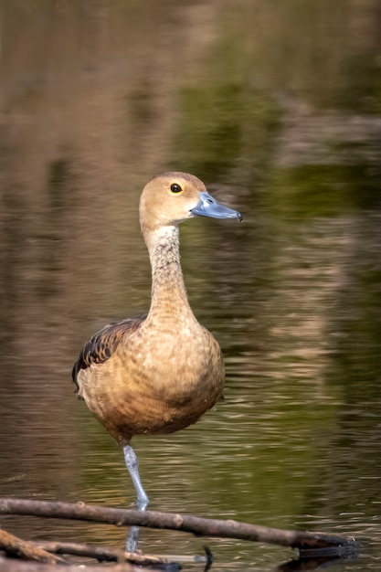 Bild von weniger pfeifender Ente oder auch indischer pfeifender Ente (Dendrocygna javanica) auf Naturhintergrund. Vogel, Tiere.