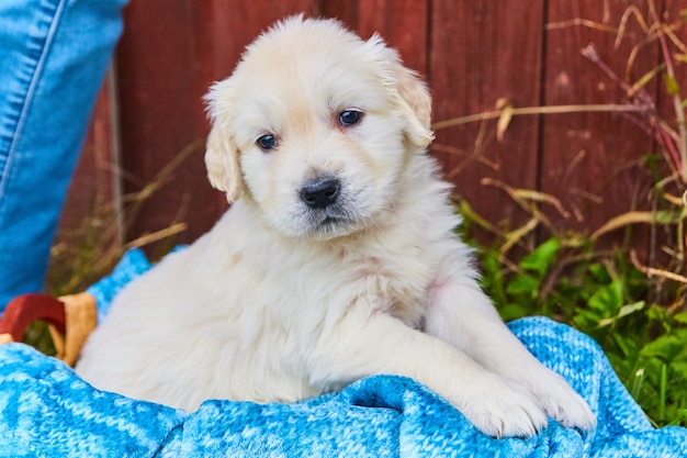 Bild von White Golden Retriever Welpen in Blau mit Herbstfarben ausgeblendet