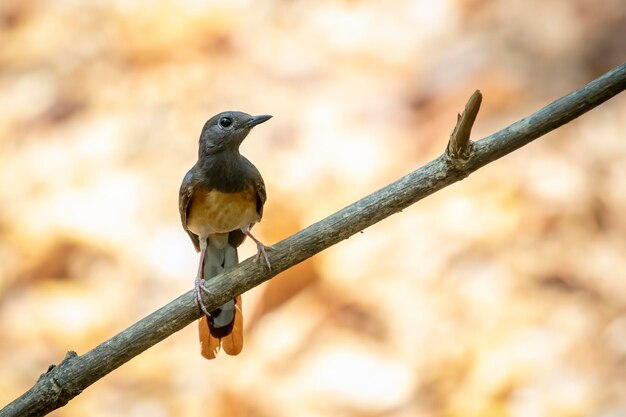 Bild von White rumped Shama Kittacincla malabarica auf dem Ast auf Naturhintergrund Vogeltiere