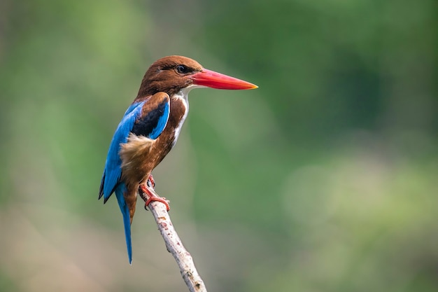 Bild von White-throated Kingfisher (Halcyon smyrnesis) auf Ast auf Naturhintergrund. Vogel. Tiere.