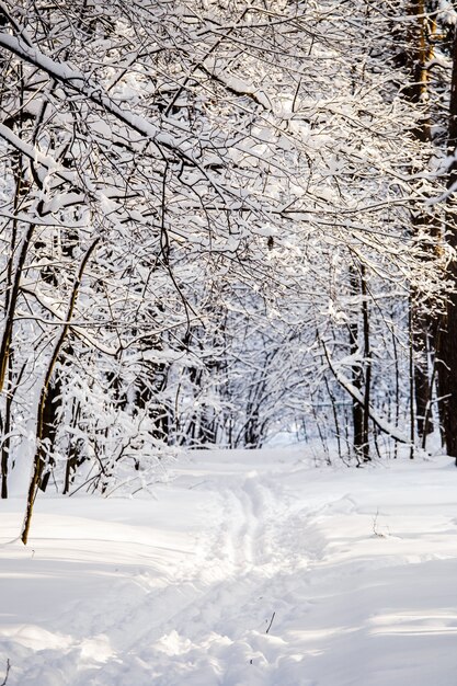 Bild von Winterbäumen mit Schnee und blauem Himmel während des Tages