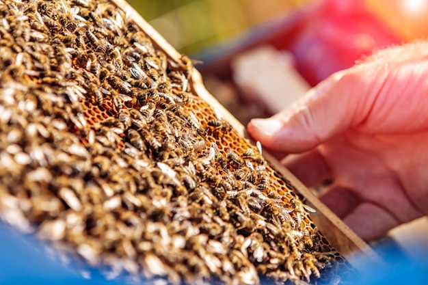 Bilder von einem Bienenstock