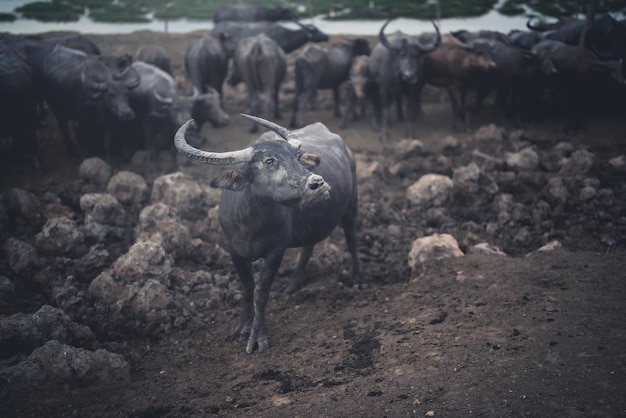 Foto bilder von thailändischen büffeln, die für die verwendung in der landwirtschaft gezüchtet wurden