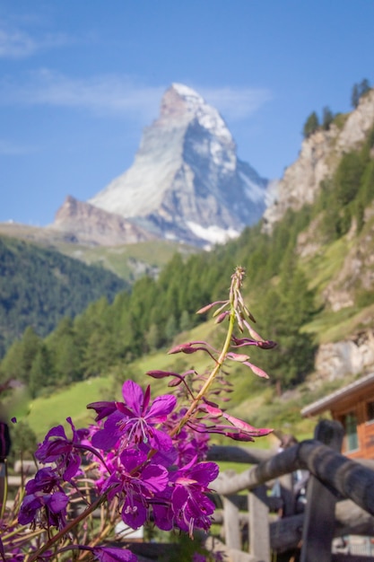 Bilder von Zermat Stadt und Berg