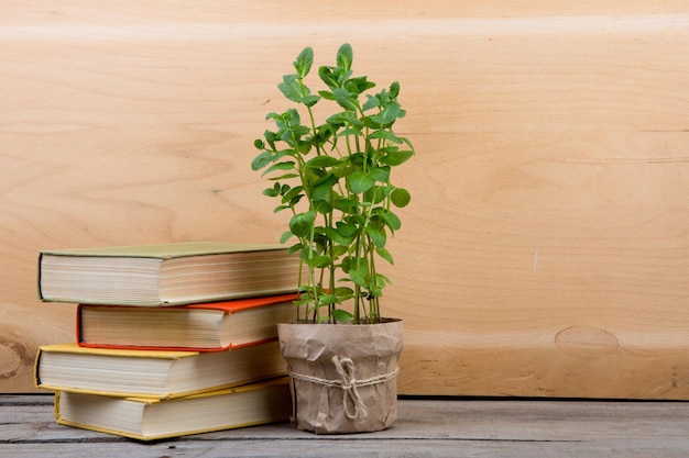 Bildung und Lesekonzept Bücher und grüne Pflanze
