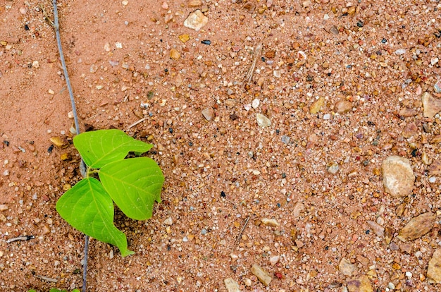 Foto bildunschärfe von grünem blatt und bodenhintergrund