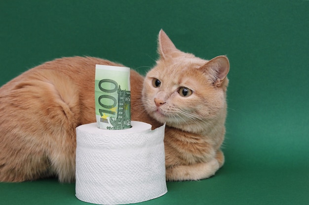 Un billete de 100 euros sobresale de un rollo de papel higiénico. El gato rojo yace junto a él y lo mira fijamente.