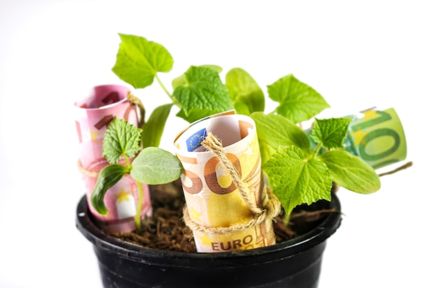 Foto billetes en euros en las plantas para el concepto de finanzas brillantes